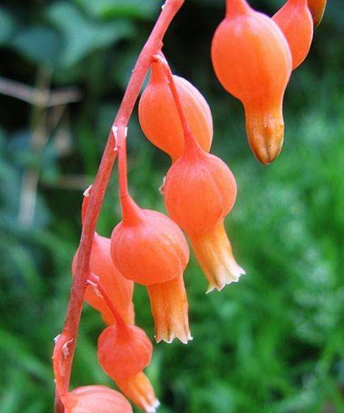 gasteria glomerata