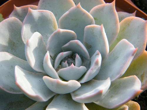 Echeveria Blue Bells