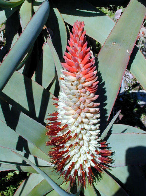 Aloe speciosa plants