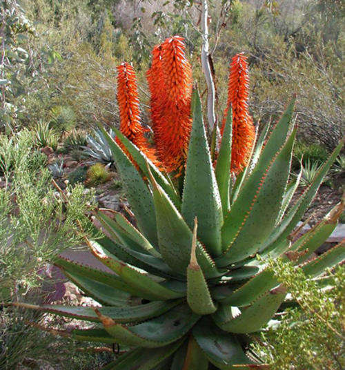 Aloe ferox plants