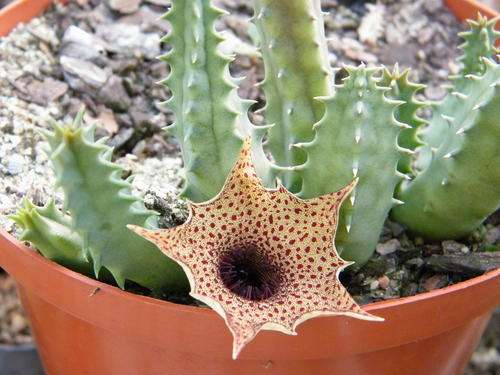 Huernia barbata plants