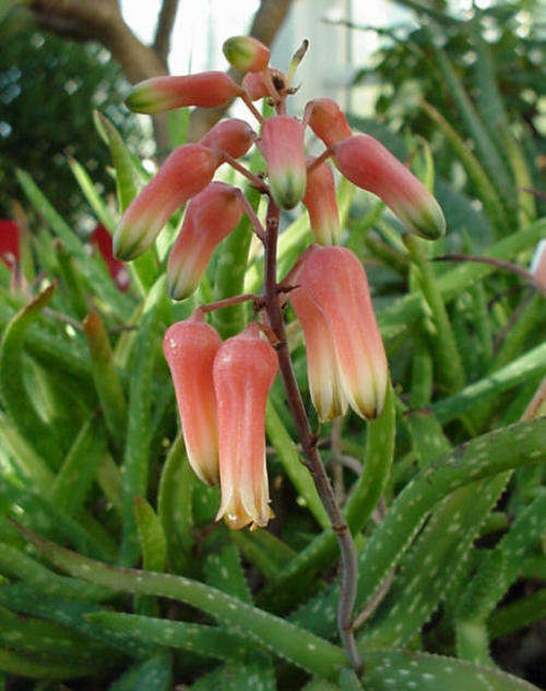 Aloe jacksonii plants