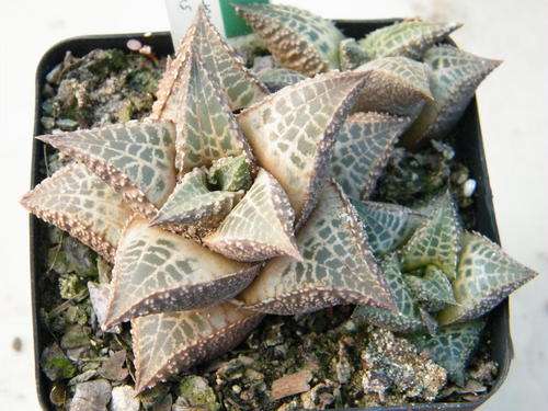Haworthia venosa ssp. tesselata (plants)