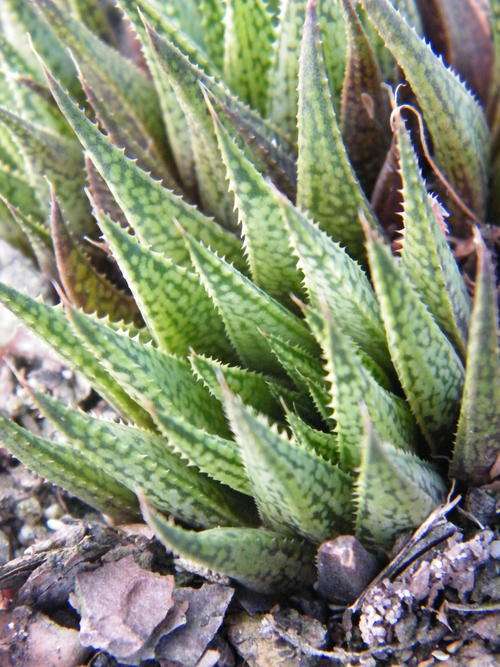 Haworthia variegata plants