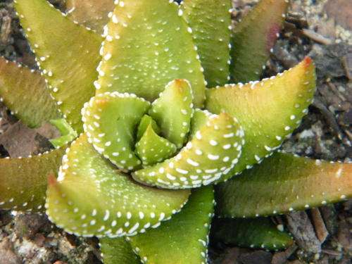 Haworthia attenuata "Enon" form