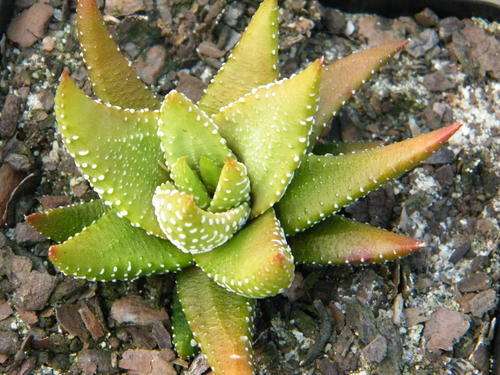 Haworthia attenuata (Enon form)