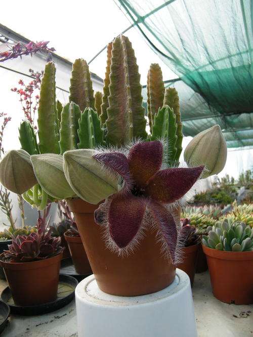Stapelia grandiflora plants