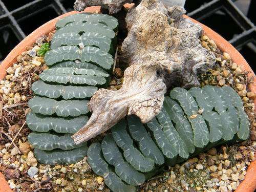 Haworthia truncata