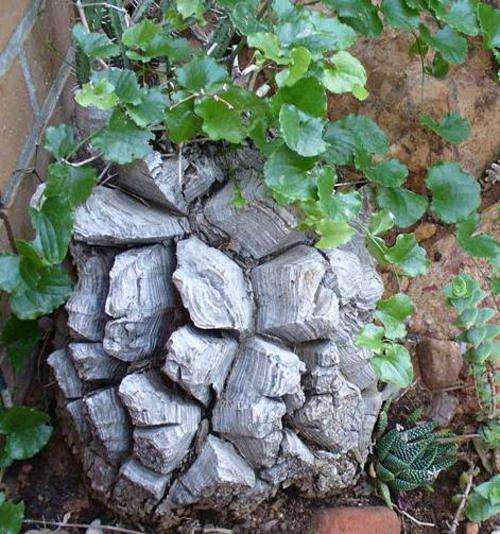 Dioscorea elephantipes 'Elephant's Foot (plants)