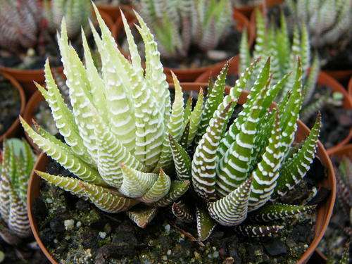 haworthia fasciata lime green