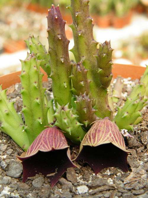 Huernia keniensis plants