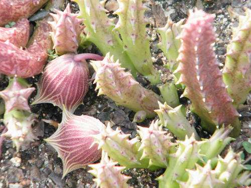 Huernia keniensis