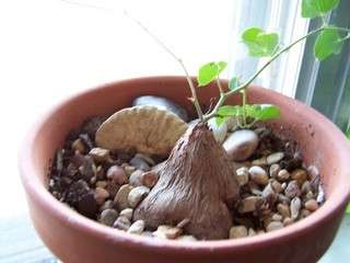 dioscorea hemicrypta