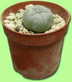 peyote seeds for sale
