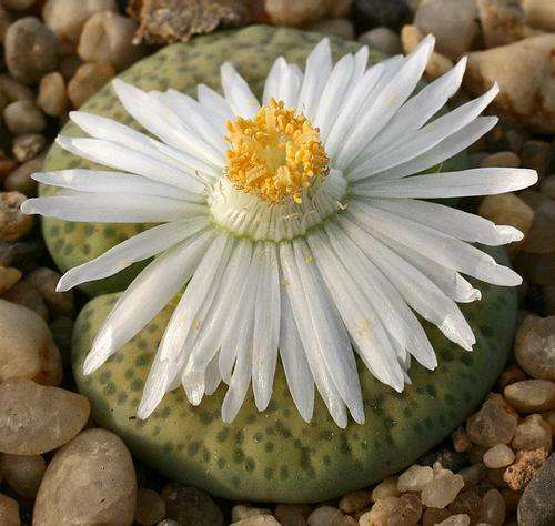 Lithops fulviceps var. aurea (plants)