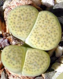 Lithops fulviceps var. aurea