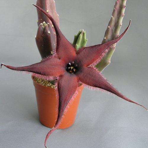 Stapelia pillansii (plants)