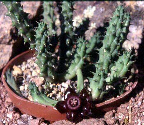 Duvalia polita (plants)