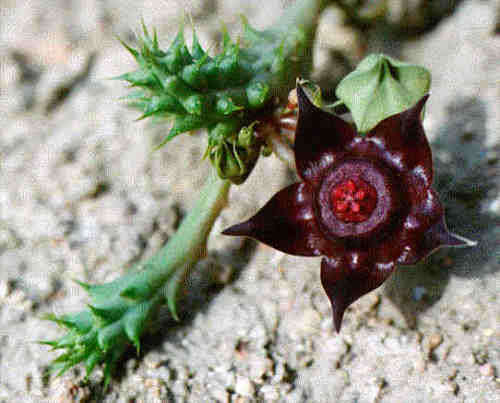 duvalia polita