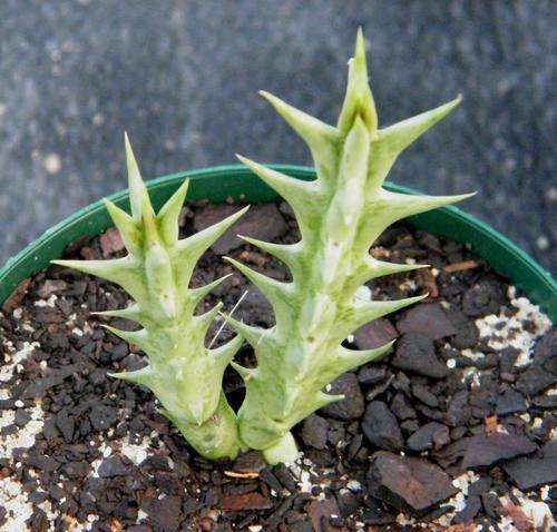 orbea baldratii