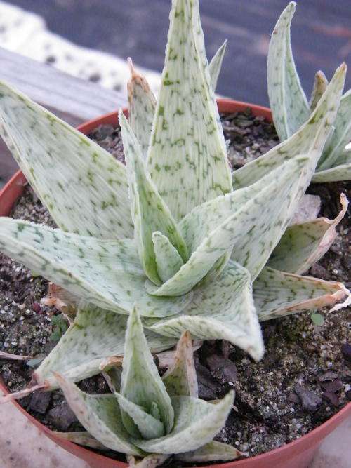 Aloe Quicksilver