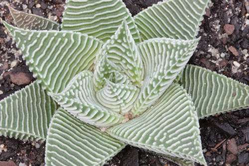 Haworthia limifolia var. striata (plants)