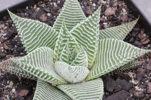 haworthia limifolia var. striata