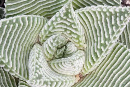 haworthia limifolia striata
