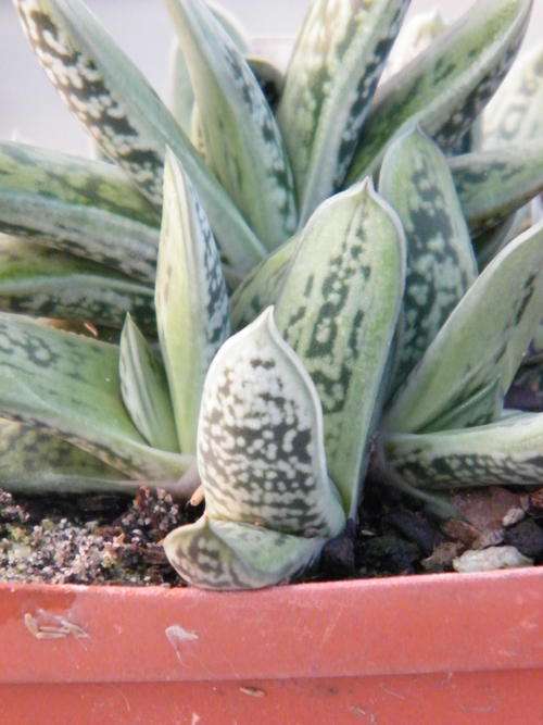 Gasteria "Silver Star" (plants)
