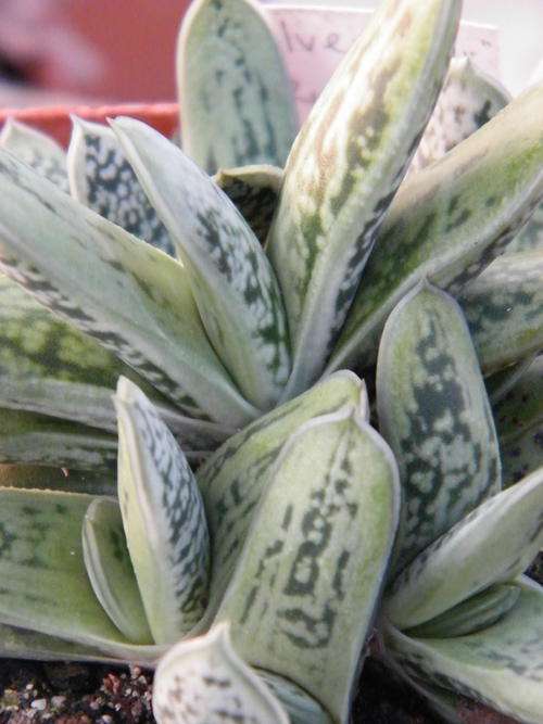 Gasteria Silver Star