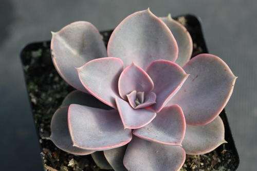 echeveria pearl from nuhrenberg