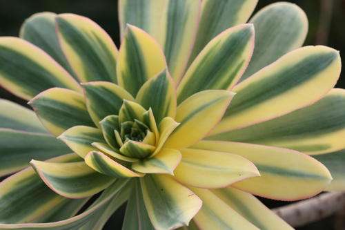 Aeonium "Sunburst" (plants)