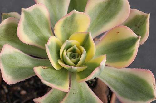 Aeonium Sunburst