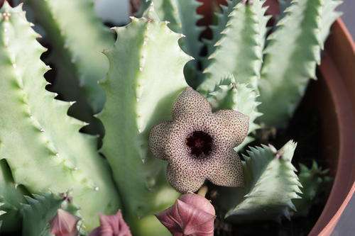 Huernia thuretii (plants)