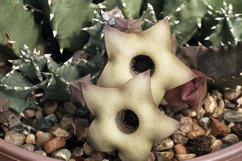 huernia thuretii