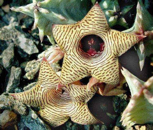 huernia thuretii