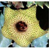 huernia thuretii