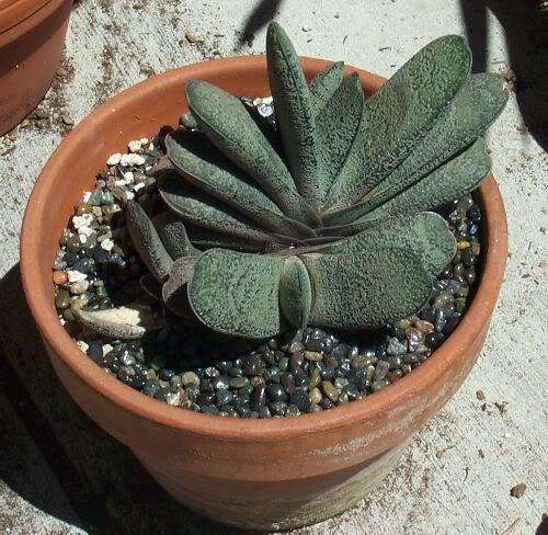 gasteria baylissiana