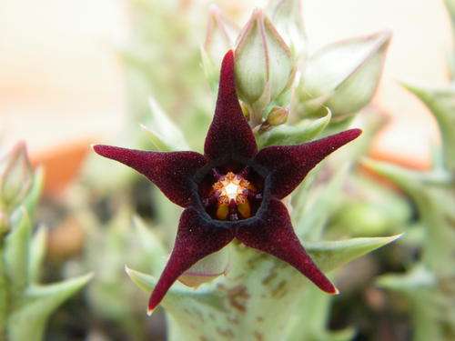 Orbea semi-tubiflora (plants)