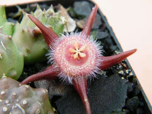duvalia corderoyi