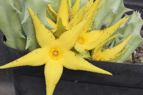 Orbea lutea