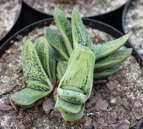 gasteria little warty