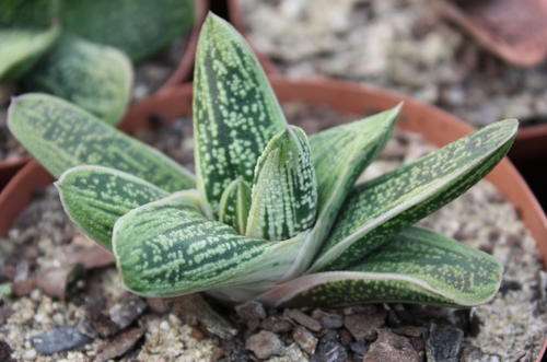 gasteria little warty