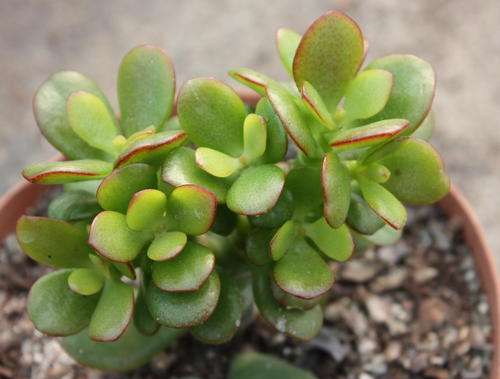 Crassula ovata "Minima"