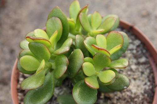crassula ovata minima