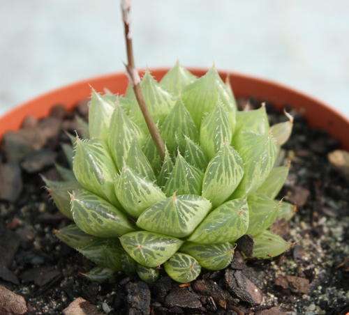Haworthia cooper var. cooperi