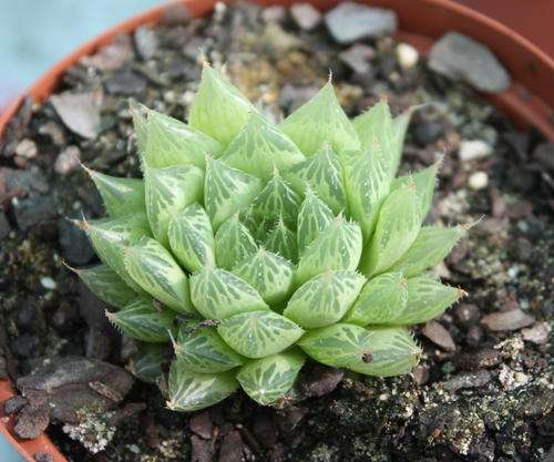 haworthia cooperi