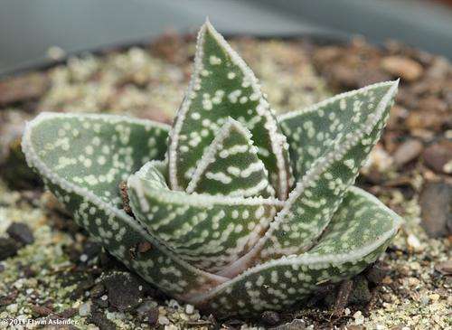 Gasteraloe Aveo (live plants)