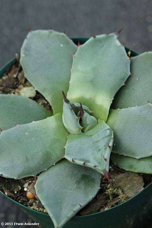 Agave applanata