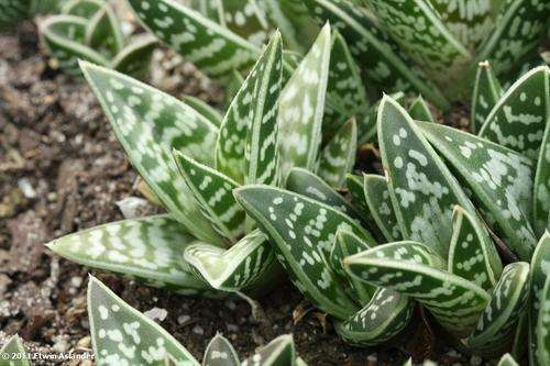 Aloe variegata - Partridge Aloe, Kanniedood  (plants)